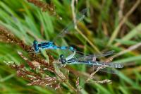 Coenagrion scitulum