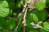 Ischnura elegans
