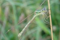 Lestes barbarus