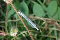 Coenagrion scitulum