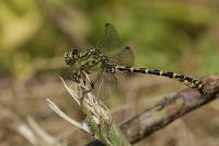 Onychogomphus forcipatus