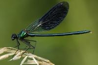 Calopteryx splendens