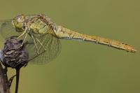 Sympetrum meridionale