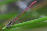 Ceriagrion tenellum