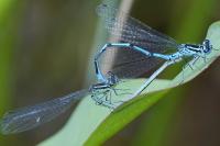 Coenagrion puella