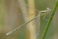 Lestes barbarus