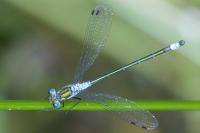 Lestes sponsa