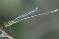 Chalcolestes viridis