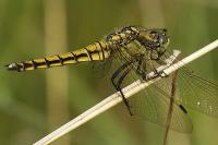 Orthetrum cancellatum