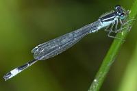 Ischnura elegans