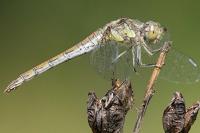 Sympetrum striolatum