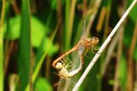 Sympetrum meridionale