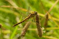 Orthetrum cancellatum