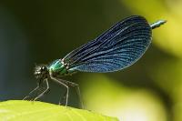 Calopteryx virgo