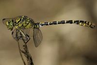 Onychogomphus forcipatus