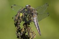 Libellula fulva