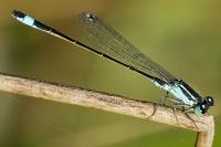 Ischnura elegans
