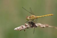 Sympetrum meridionale