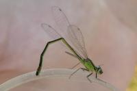 Ischnura elegans