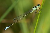 Ischnura elegans