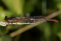Ceriagrion tenellum