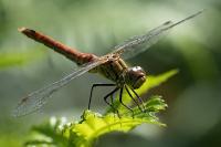 Sympetrum sanguineum