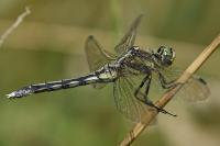 Orthetrum albistylum