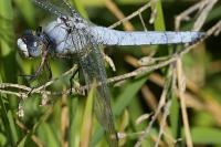 Orthetrum brunneum