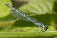 Coenagrion scitulum