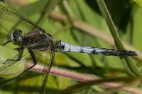Orthetrum albistylum
