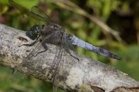 Orthetrum cancellatum
