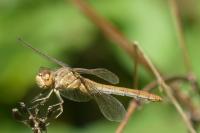 Sympetrum meridionale