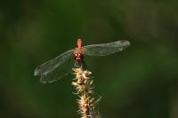 Sympetrum sanguineum
