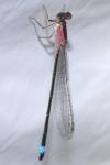 Ischnura elegans