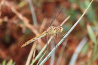 Sympetrum meridionale