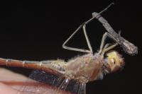 Sympetrum meridionale
