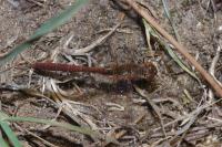 Sympetrum meridionale