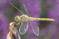 Sympetrum meridionale