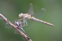 Sympetrum striolatum