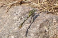 Onychogomphus forcipatus