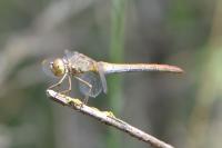 Sympetrum meridionale