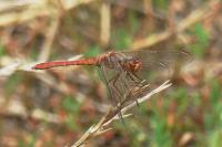 Sympetrum meridionale
