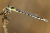 Enallagma cyathigerum
