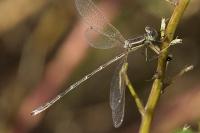 Lestes barbarus