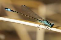 Ischnura elegans