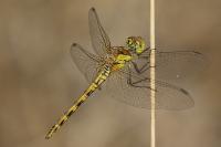 Sympetrum striolatum