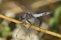 Orthetrum cancellatum