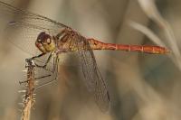 Sympetrum meridionale