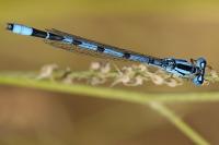 Enallagma cyathigerum