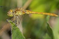 Sympetrum meridionale